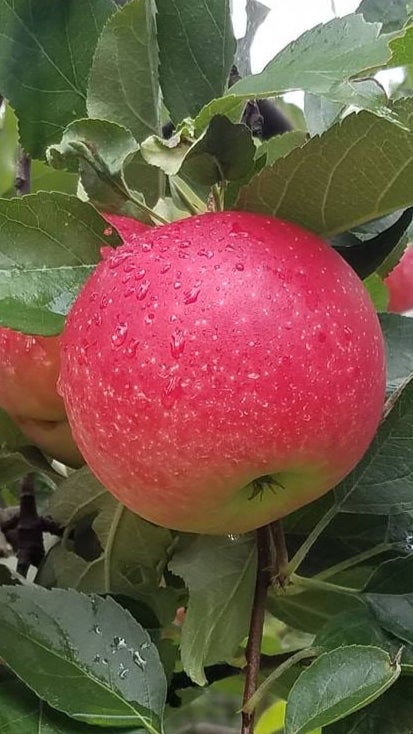 Honeycrisp apples 🍎 🍁 Uncover the secrets behind their unique