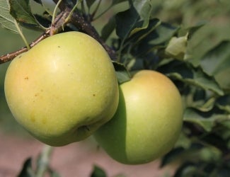 Braeburn apples 🍎 🌿 A guide to this crisp and tangy variety